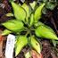 Hosta Little Sunspot